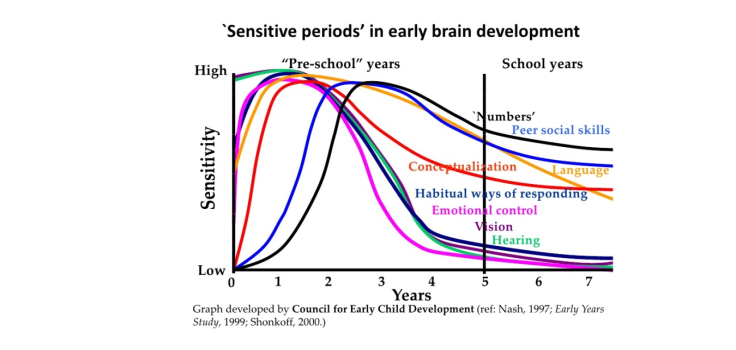 early brain development